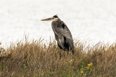 Grey Heron Padre Island NS Dec 2023